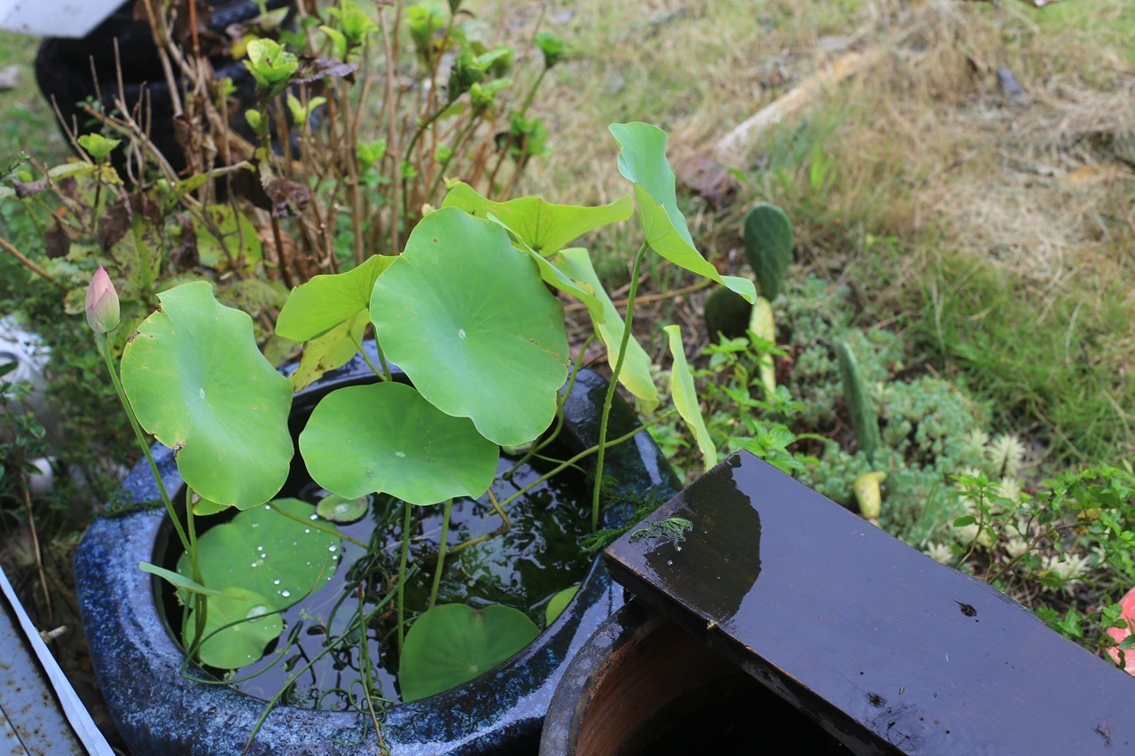 雨に濡れた軒先ビオトープで育つ蓮の葉