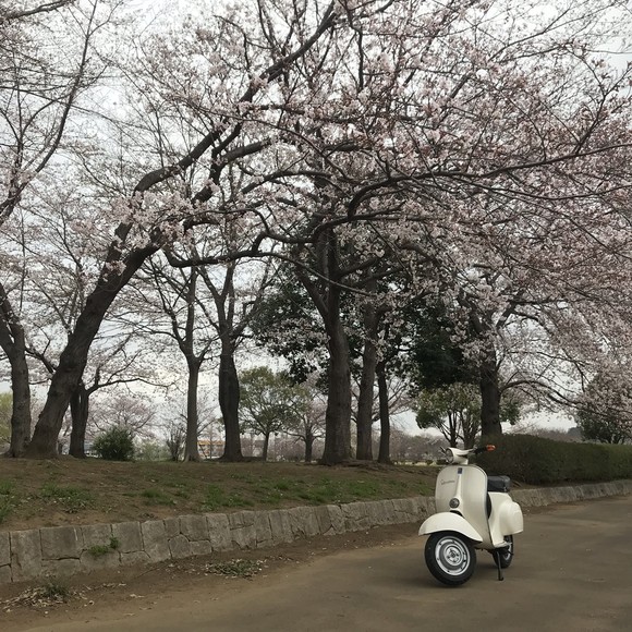柏市内の花見スポットの様子
