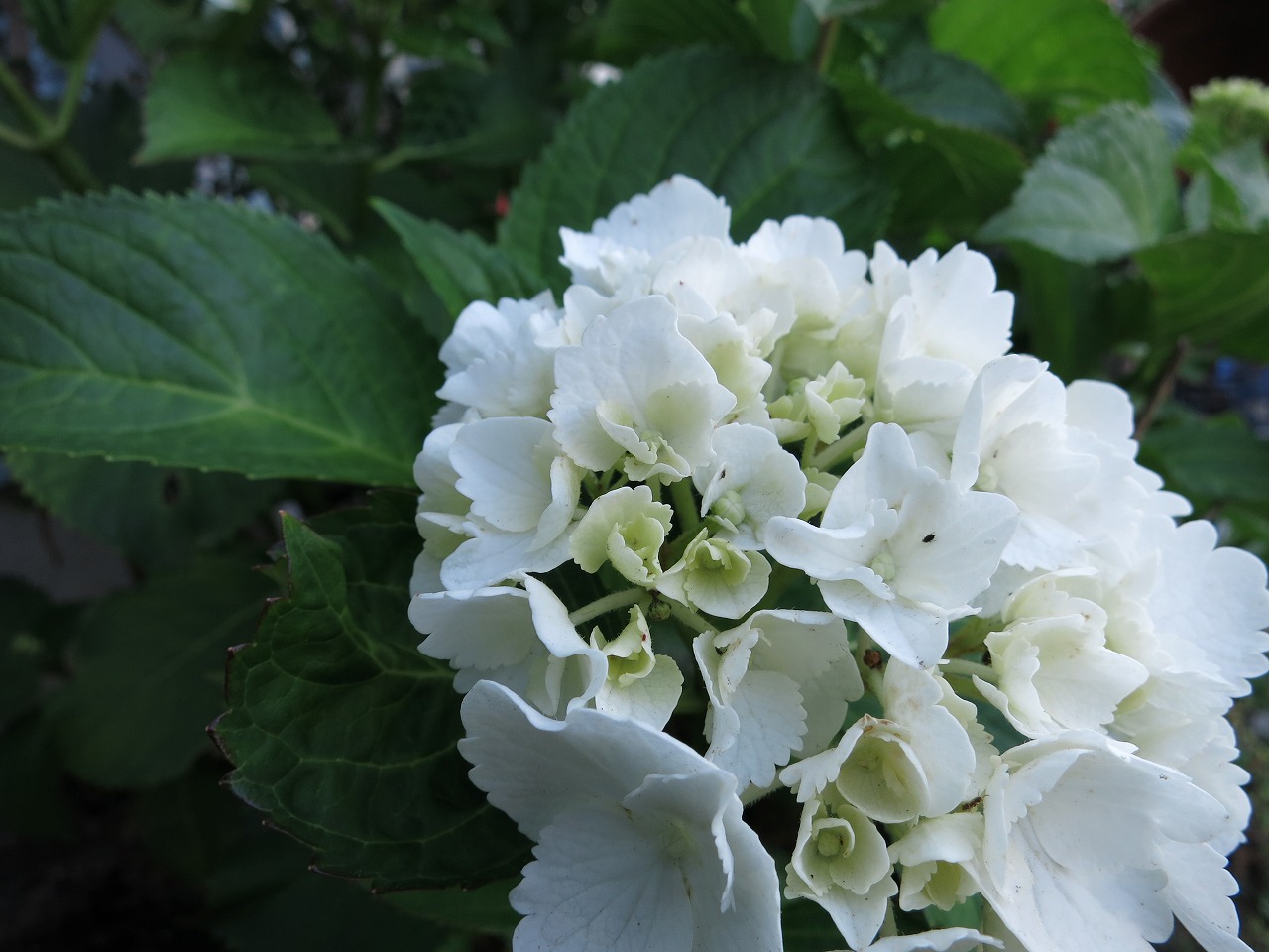 軒先で咲いたアジサイの花