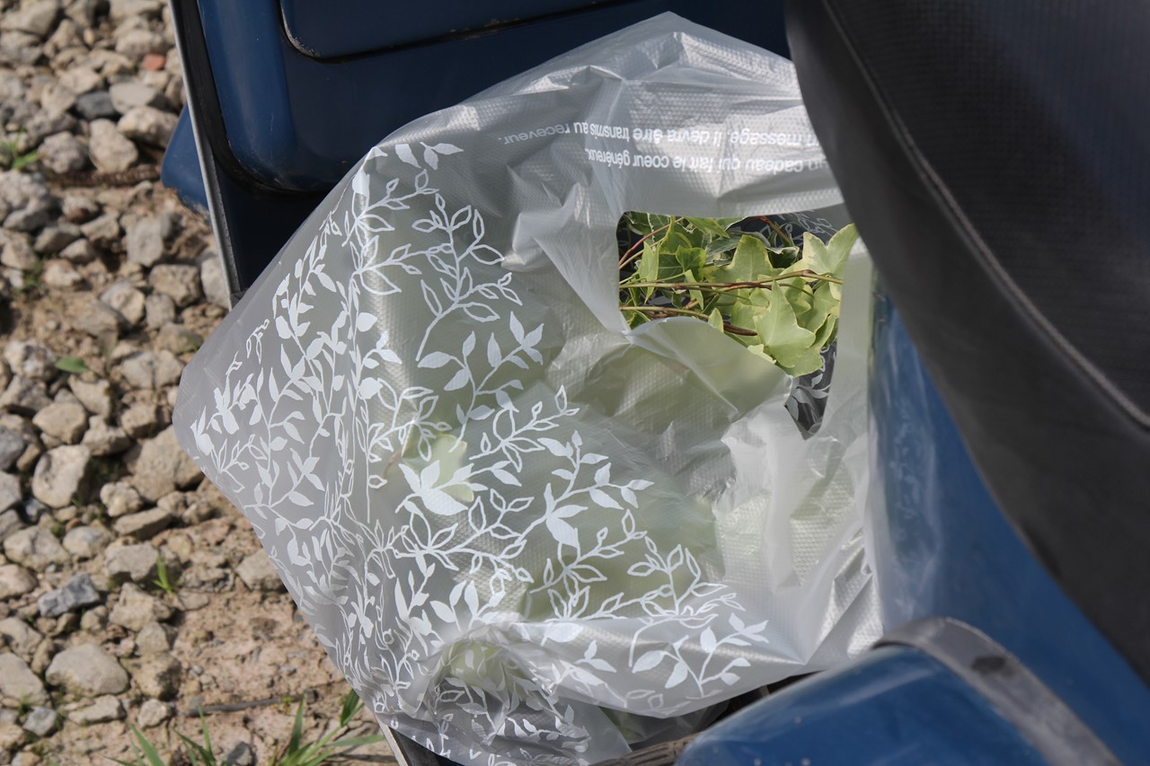 新しい植物を選んで鉢に植える準備の様子