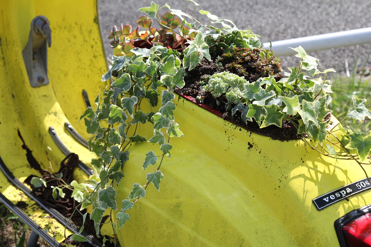 土の入れ替えが完了した鉢植えの途中経過