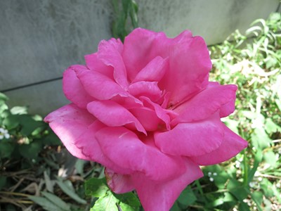 畑の片隅に咲いたバラの花