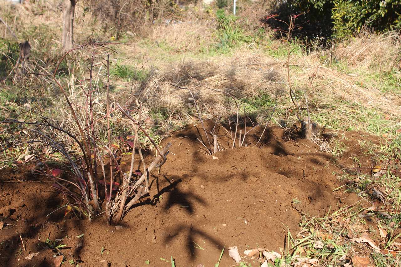 ブルーベリーの定植作業