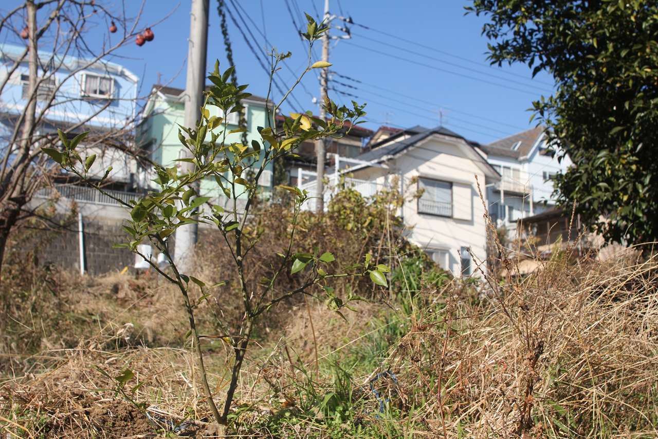 移植されたスダチの木