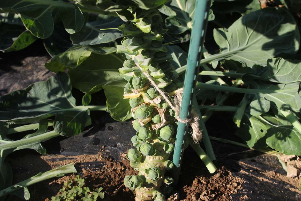 収穫を待つ芽キャベツ