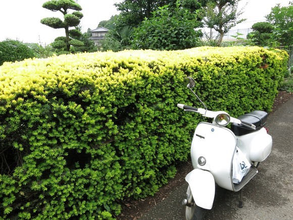 f0225627_22105753-vespa